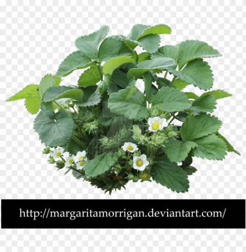 strawberry plant - strawberry bush PNG images transparent pack