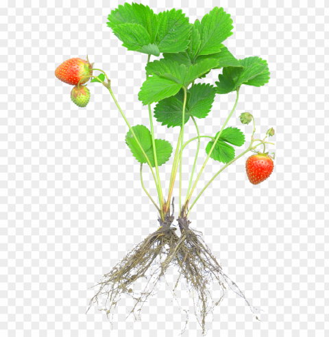 strawberry plants with roots and fruits Clear Background Isolated PNG Illustration
