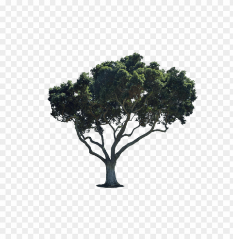 street tree PNG transparent artwork