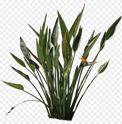 strelitzia texture - bird of paradise plant Isolated Icon in HighQuality Transparent PNG