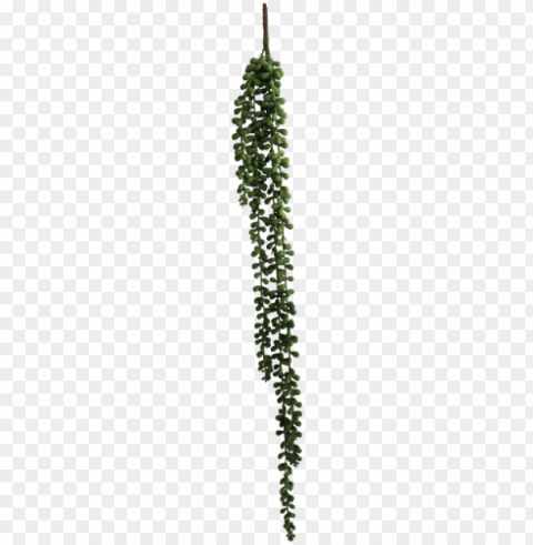 string of pearls vine 5 strands 71cm - string-of-pearls Transparent PNG stock photos