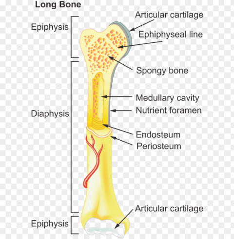 structure of a typical bone - general features of long bones PNG picture