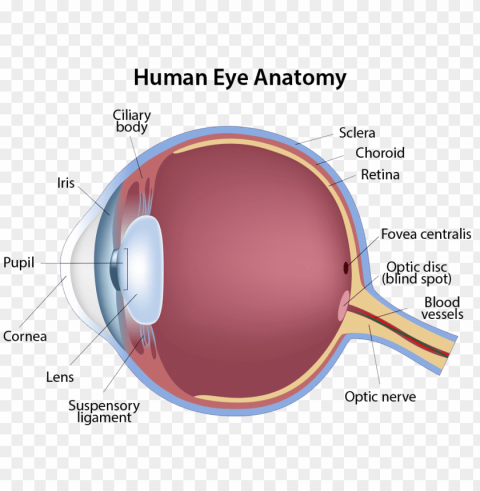 structure of the eye Isolated Item on Clear Transparent PNG