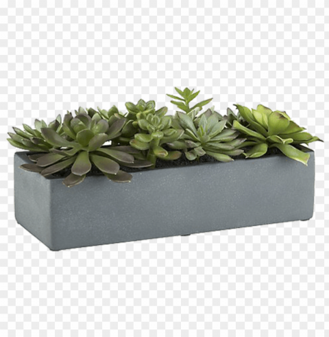 succulent plant rectangle pot PNG images with transparent layer