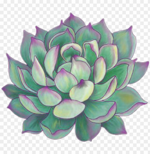 succulent plants aesthetic tumblr sticker - succulent plant greeting cards PNG files with clear background variety