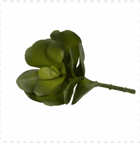 succulent stem large - garden roses PNG images with transparent canvas assortment PNG transparent with Clear Background ID ae2afd35