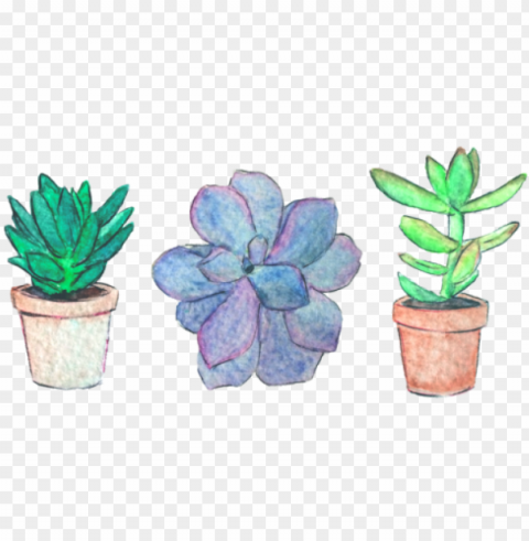 succulents tumblr plant - stickers plants Transparent PNG Isolated Element PNG transparent with Clear Background ID 3a247179