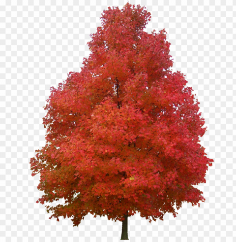 sugar maple red maple tree paper plant - sugar maple tree Isolated Item with Clear Background PNG