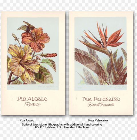 suite of hawaiian flowers - hawaii PNG transparent design