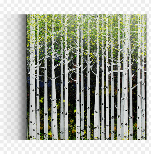 summer aspen trees box art xi aspens old wood signs - aspe Clear Background Isolated PNG Illustration