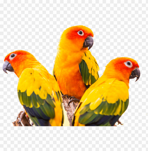 sun conure bird Images in PNG format with transparency