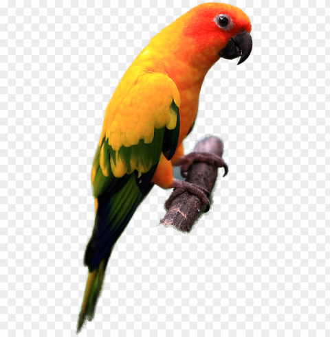 sun conure bird Isolated Character in Transparent Background PNG PNG transparent with Clear Background ID 0e4bc760