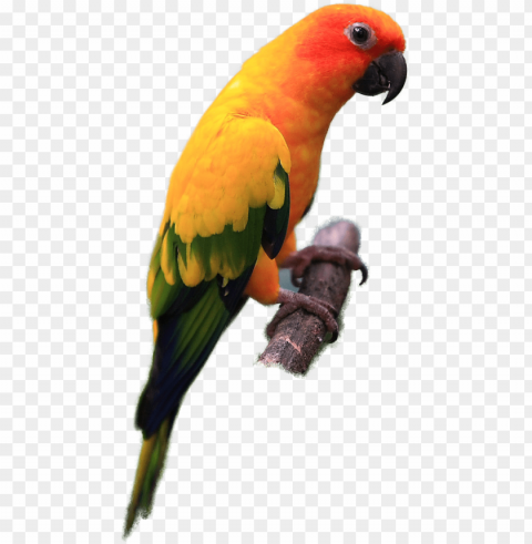 sun conure bird Transparent PNG Isolated Design Element PNG transparent with Clear Background ID 6f55659d