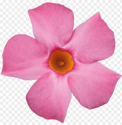 sundaville beauty rose - rocktrumpet Clear background PNG images comprehensive package