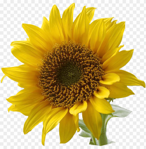 sunflower clip art clipart free clipart microsoft clipart - yellow flower with no background Transparent PNG images wide assortment