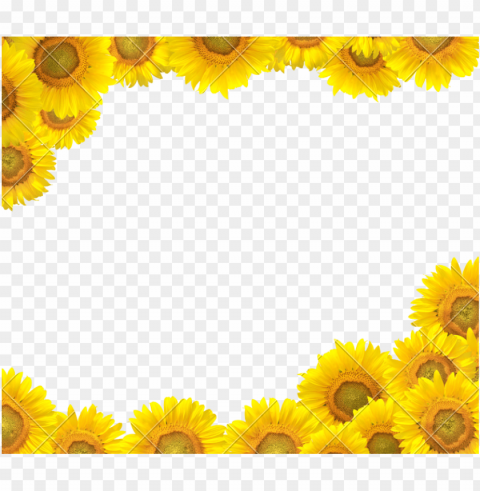 sunflower clipart boarder - sunflower design border clipart PNG Object Isolated with Transparency