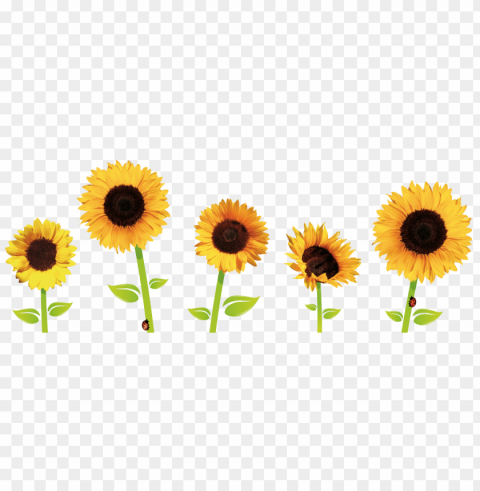 sunflower clipart PNG graphics with clear alpha channel collection