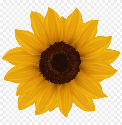 sunflower clipart PNG Image Isolated on Clear Backdrop