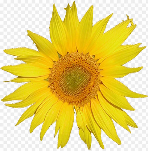 sunflower clipart PNG Image Isolated with Transparent Detail