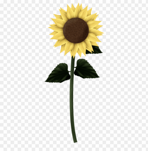 sunflower clipart PNG Image with Transparent Background Isolation