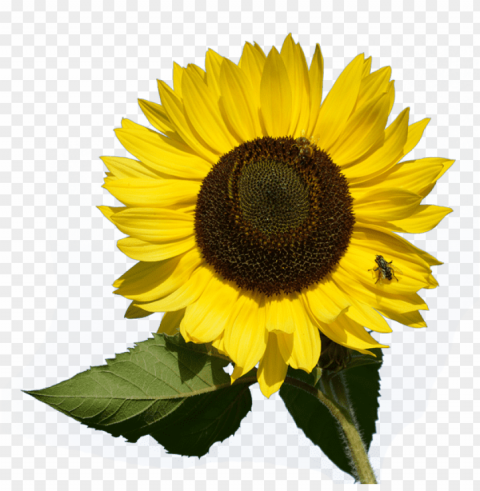 sunflower clipart PNG Image with Transparent Isolated Design