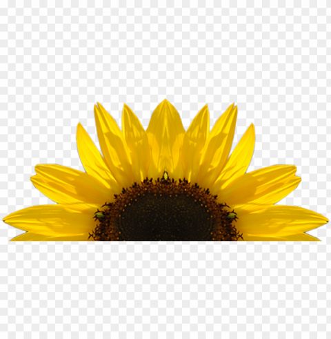 sunflower clipart PNG images for advertising