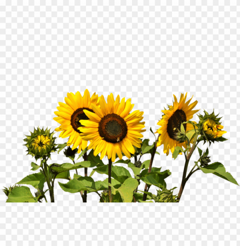 sunflower clipart PNG images for mockups