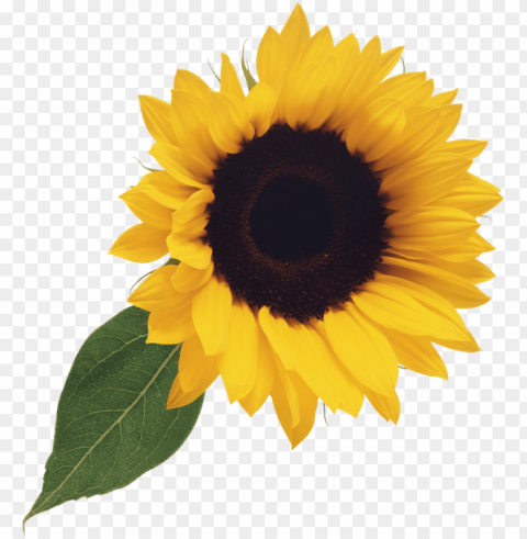 sunflower clipart PNG images with alpha transparency free