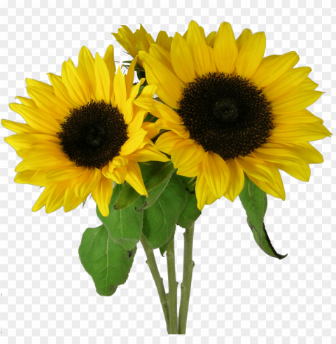 sunflower clipart PNG images with clear background