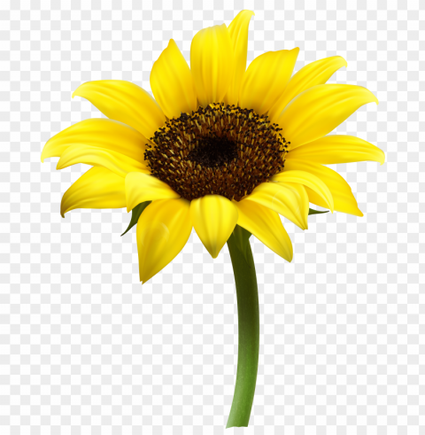 sunflower frame PNG Image with Isolated Artwork