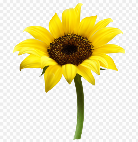 sunflower frame PNG Image with Isolated Artwork PNG transparent with Clear Background ID 0deb9028