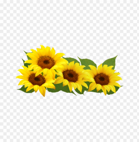 sunflower frame PNG Image with Isolated Subject