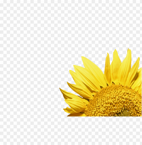 sunflower frame PNG images with alpha transparency diverse set