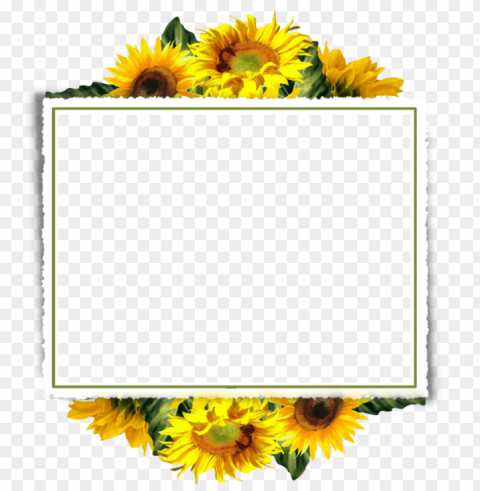 Sunflower Frame Isolated Subject On HighQuality PNG