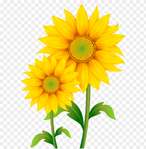 sunflower frame PNG clear background