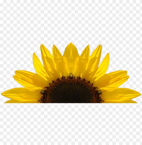 sunflower frame PNG clipart with transparency