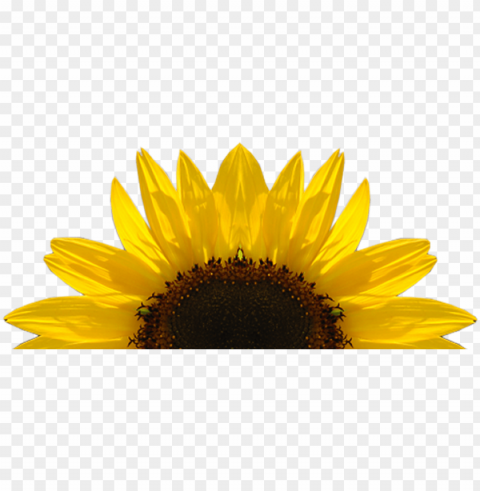 Sunflower Frame PNG Clipart With Transparency