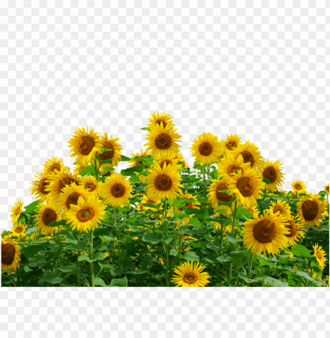 sunflower frame PNG download free