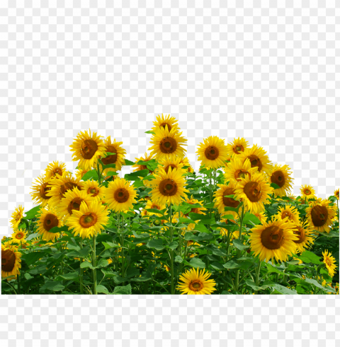 Sunflower Frame PNG Download Free