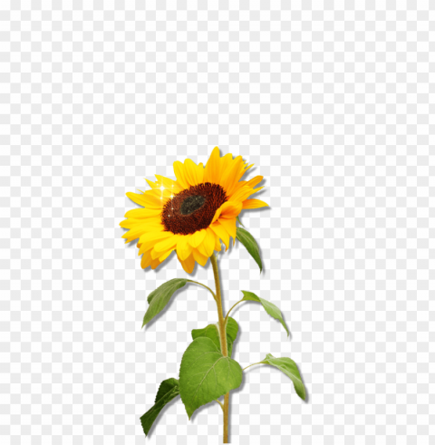 sunflower frame PNG file without watermark