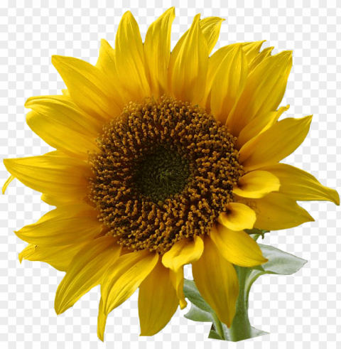 sunflower PNG file with no watermark