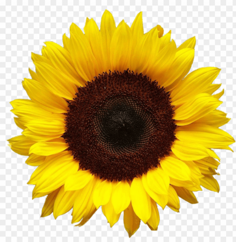 sunflower PNG files with clear backdrop assortment