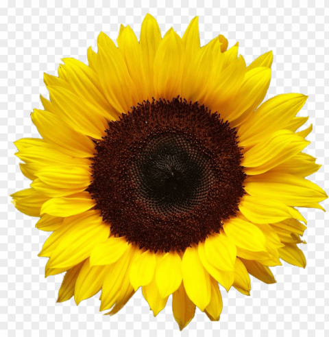 sunflower PNG files with clear backdrop assortment PNG transparent with Clear Background ID 0558e6b0