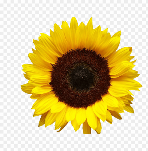 sunflower PNG files with clear background