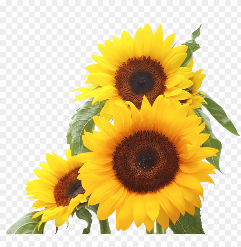 sunflower PNG files with no background assortment