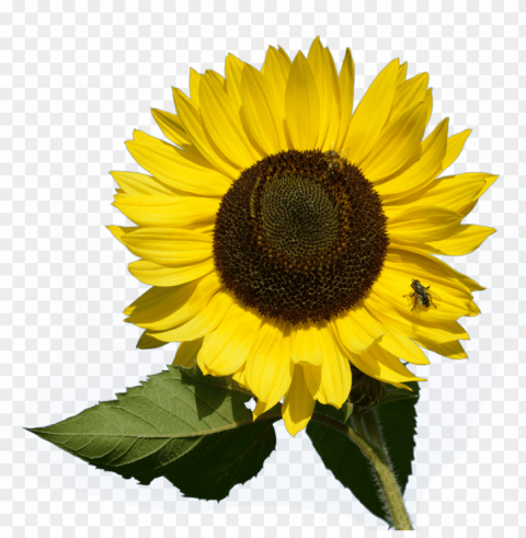 sunflower PNG for blog use PNG transparent with Clear Background ID ba99ceac