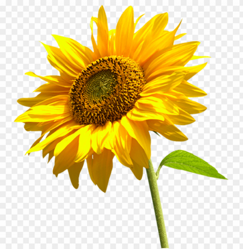 Sunflower PNG For Business Use