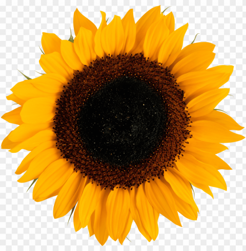 Sunflower PNG For Educational Use