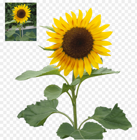 sunflower PNG for online use PNG transparent with Clear Background ID 91badddf