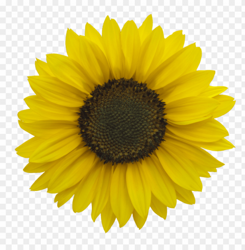 sunflower PNG for t-shirt designs PNG transparent with Clear Background ID e2cb9eb9